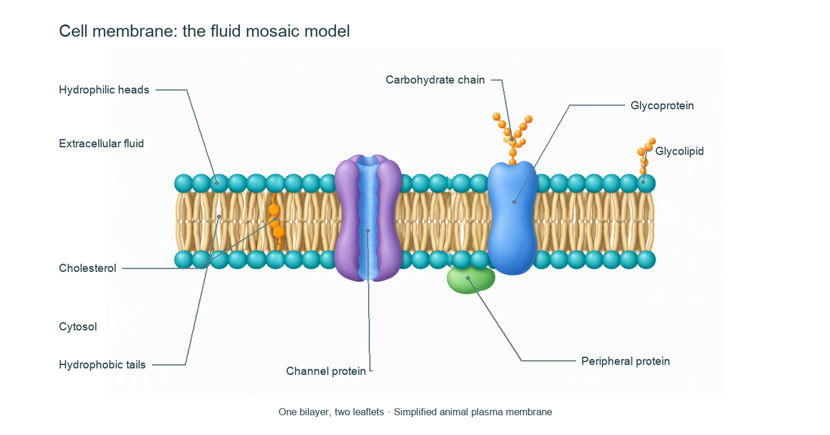 Cell Membrane Diagram Generator: Labeled Parts | AcaDraw