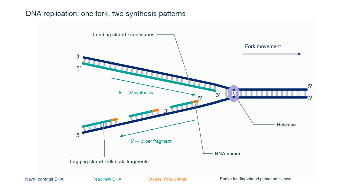 DNA Replication Diagram Generator: Labeled Fork | AcaDraw