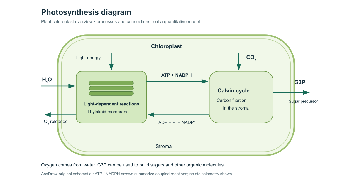 How to Draw a Photosynthesis Diagram in 5 Steps | AcaDraw